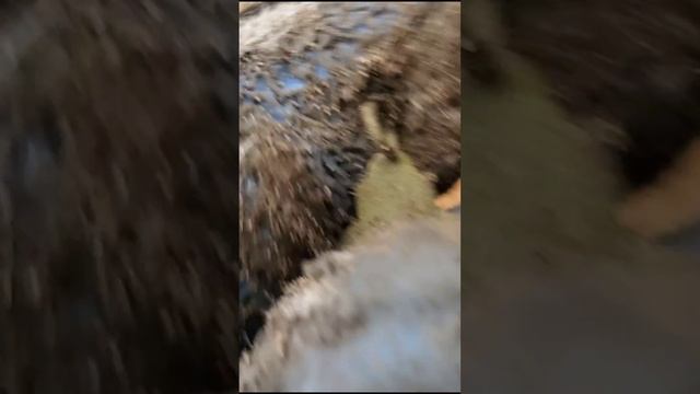 ЛЕПЕСТОК в эмали