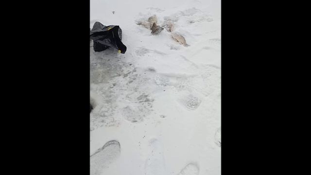 VID_20241217_130009