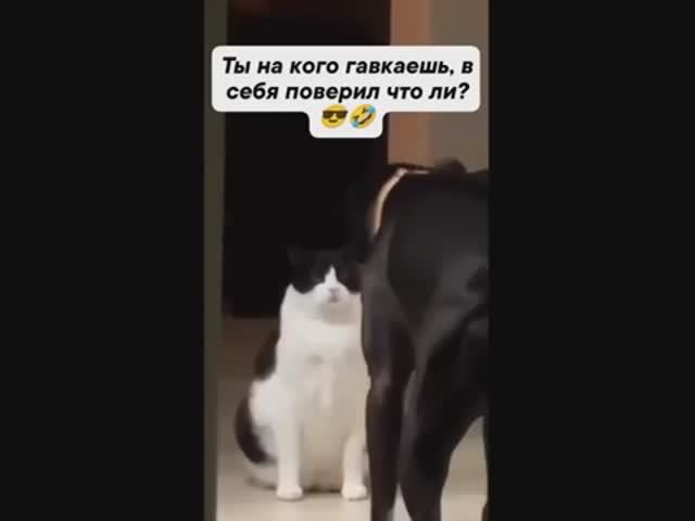 Сразу видно кто тут главный