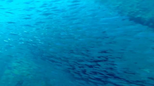 Immersioni a Rapallo - 27 Settembre 2015