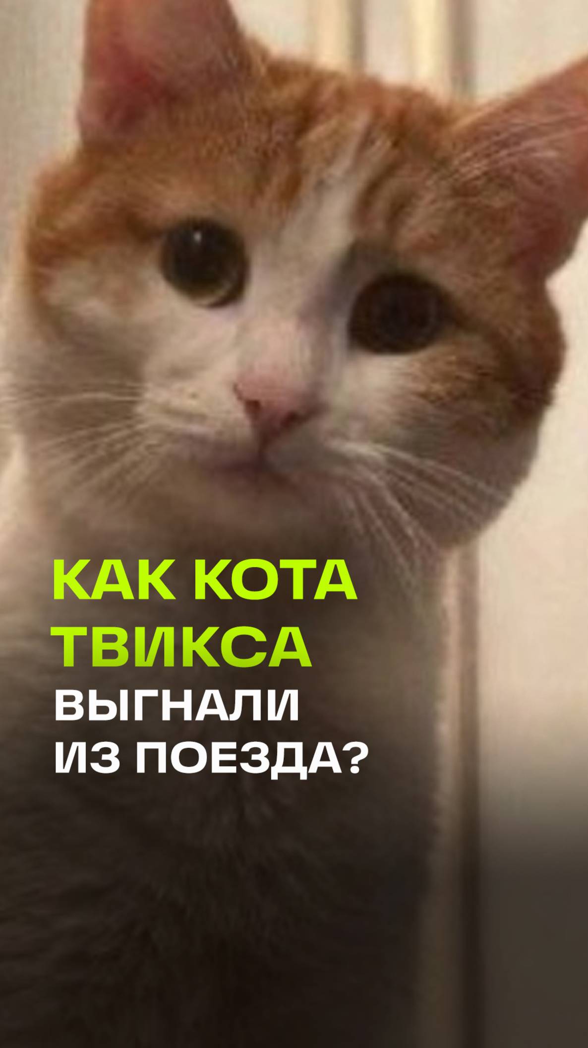 Первые кадры высадки кота Твикса из поезда крупным планом