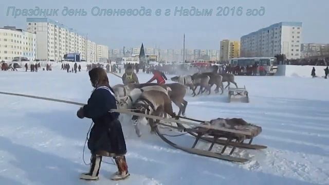 02Праздник день оленеводов 2016 год.