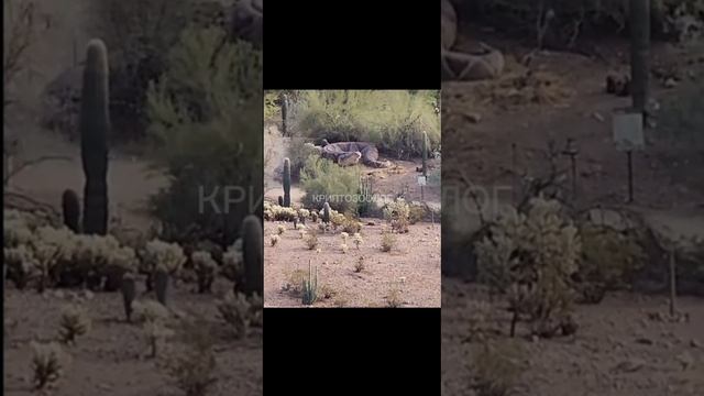 В районе Техаса запечатлели эту здоровую хищную змею.