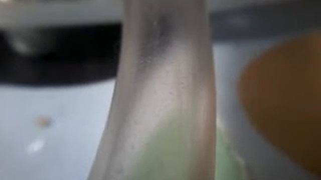 Camponotus parius. Кормление сиропом.