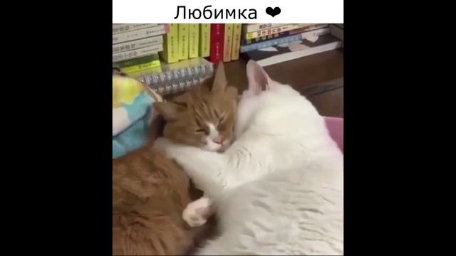 Смешные_коты_и_котики_3_Приколы_с_котами_2