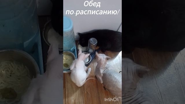 Обед по-расписанию 😁