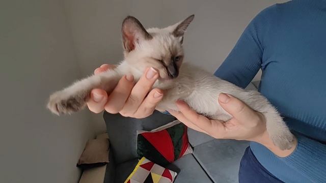 Знакомство с котятами. Карамельная Белка Сапфир Меколь