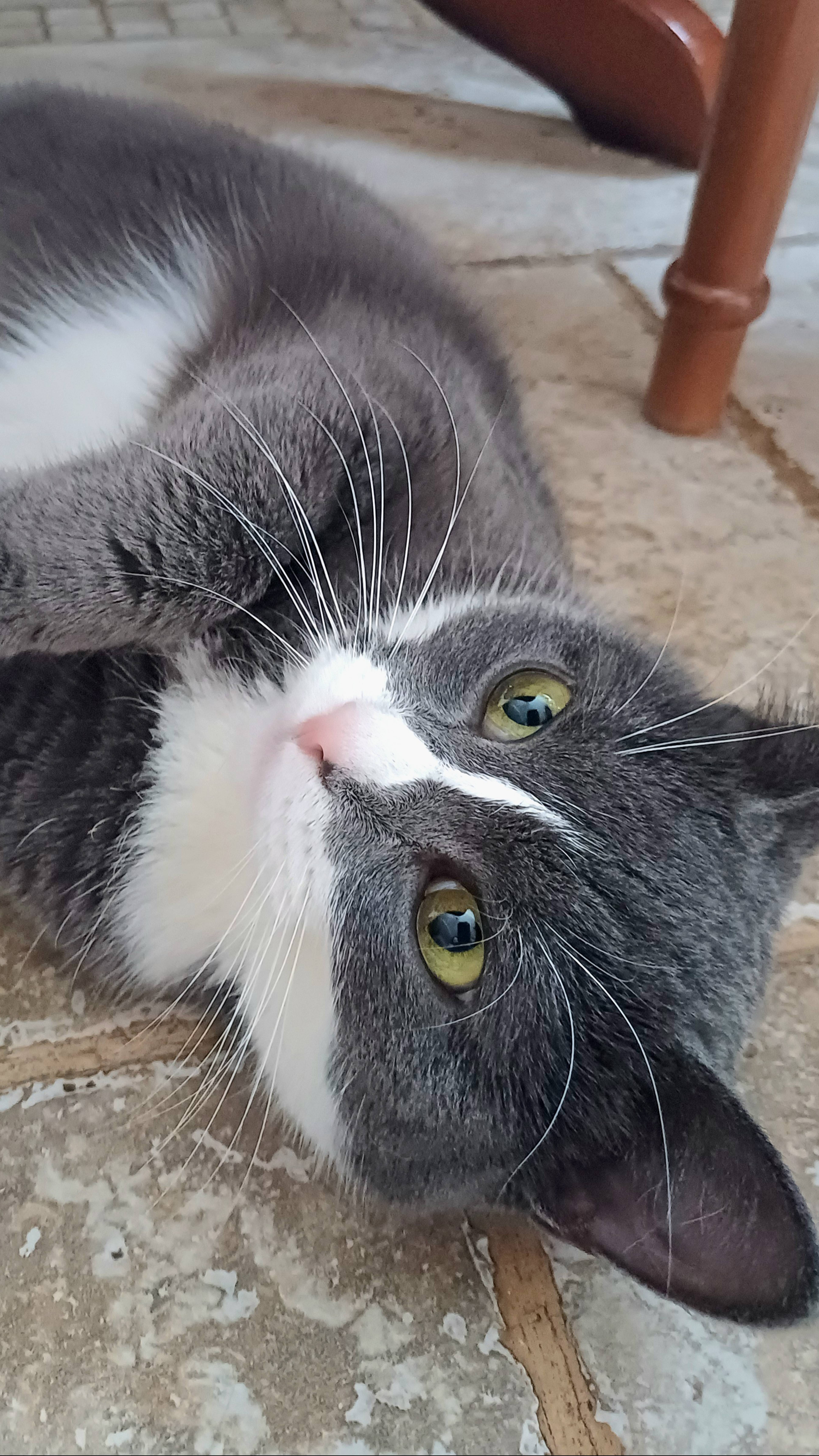 кисонька Феюшка