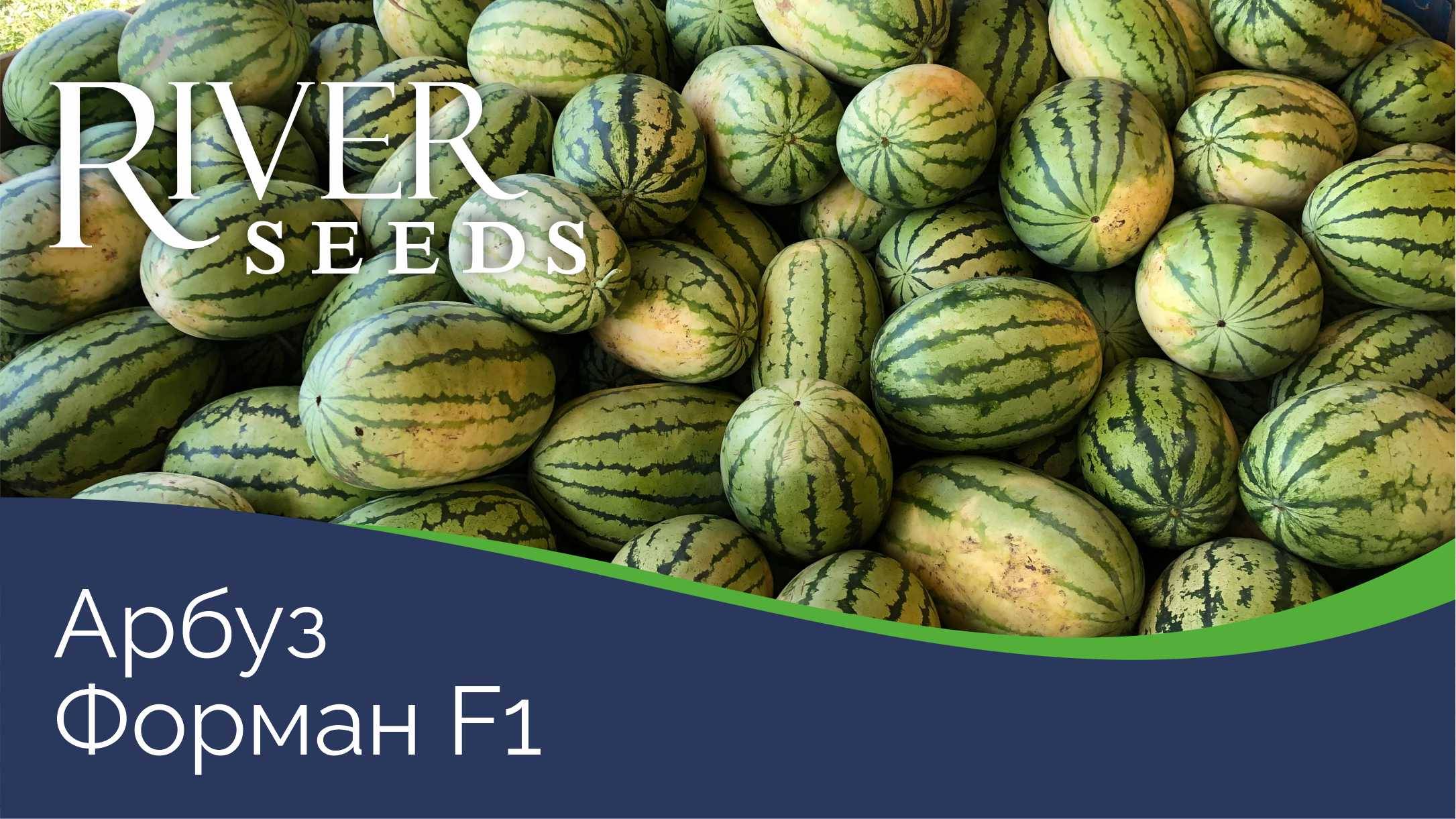 Арбуз Форман F1 от компании River Seeds