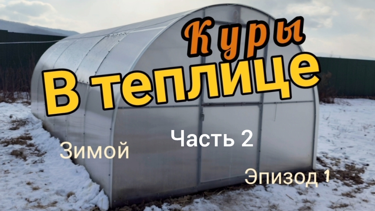 Курятник из теплицы. Переселение. Часть 2.