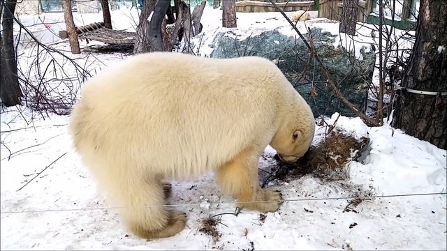 Медведица Белка что-то  поискала в земле и пошла отдыхать 14.12.2024