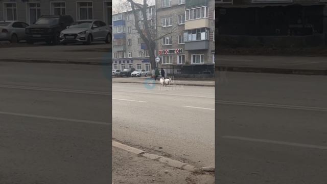 Рогатое семейство посетило улицы Гагарина. #ульяновская_область