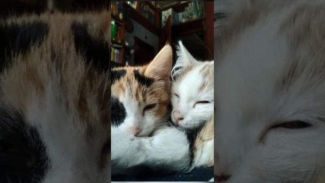 Лучше с котом, чем без кота😸А ещё лучше, если котов двое😹😹