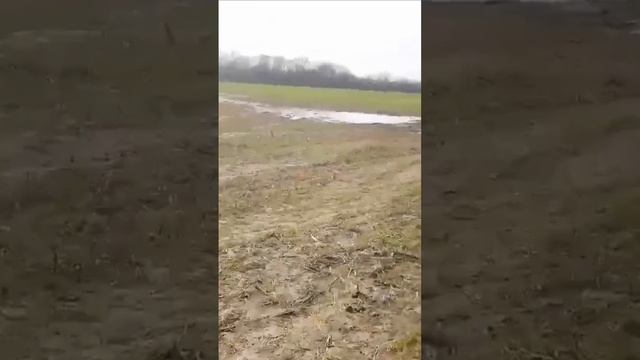 барс