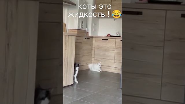 коты это жидкость !😂