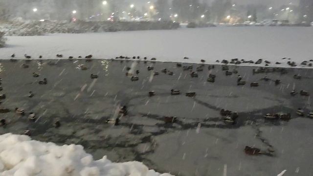 Утки на месте, перебрались к одному берегу 🦆❄️😔