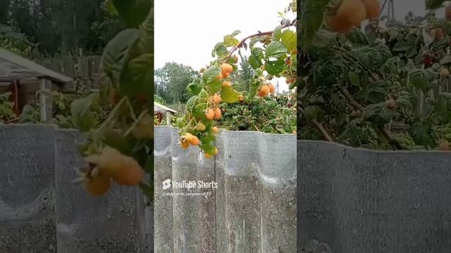 Соблазнительная ягодка малинка