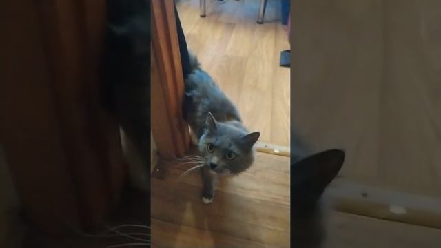 А кто это сделал_  #юмор #семья