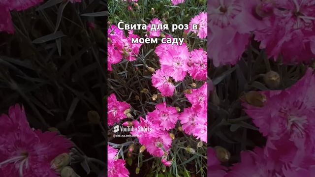 Свита для роз в моем саду #rose