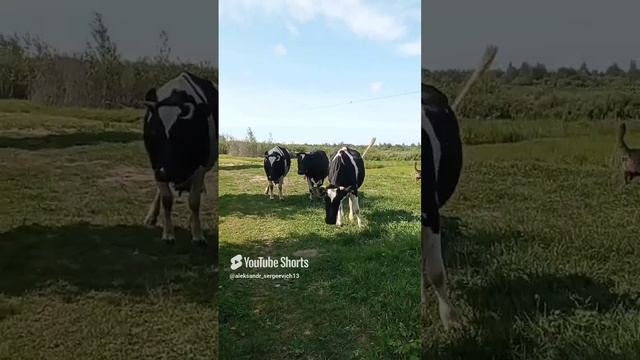 Окружаем с собакой коровок)