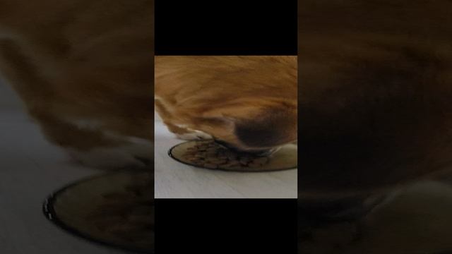 Вкусные хрустяшки