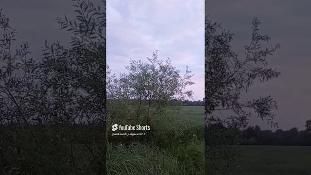 Какая-то вечерняя птичка поет в иве