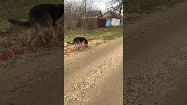 Прогулка с овчаркой. Часть 2