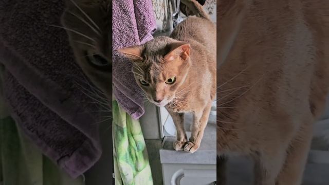 Курицу или рыбу? #смешнойкот
