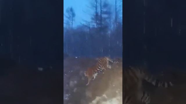 Тигр вышел и́з лесу к людям!..