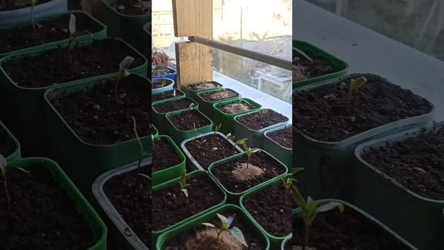 Не верите в фитолампы ???