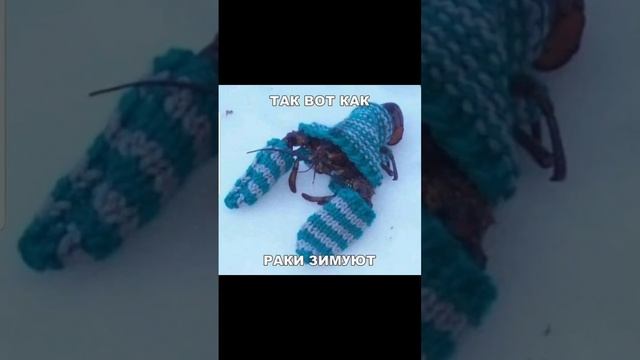 Ржачный прикол