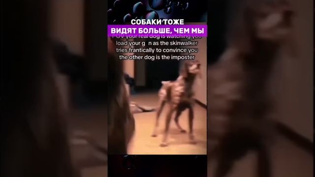 СОБАКИ ТОЖЕ ВИДЯТ БОЛЬШЕ, ЧЕМ МЫ