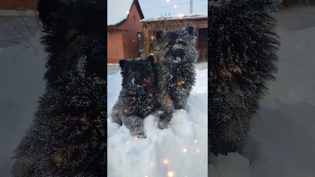 Щенки немецкой овчарки, 2 месяца