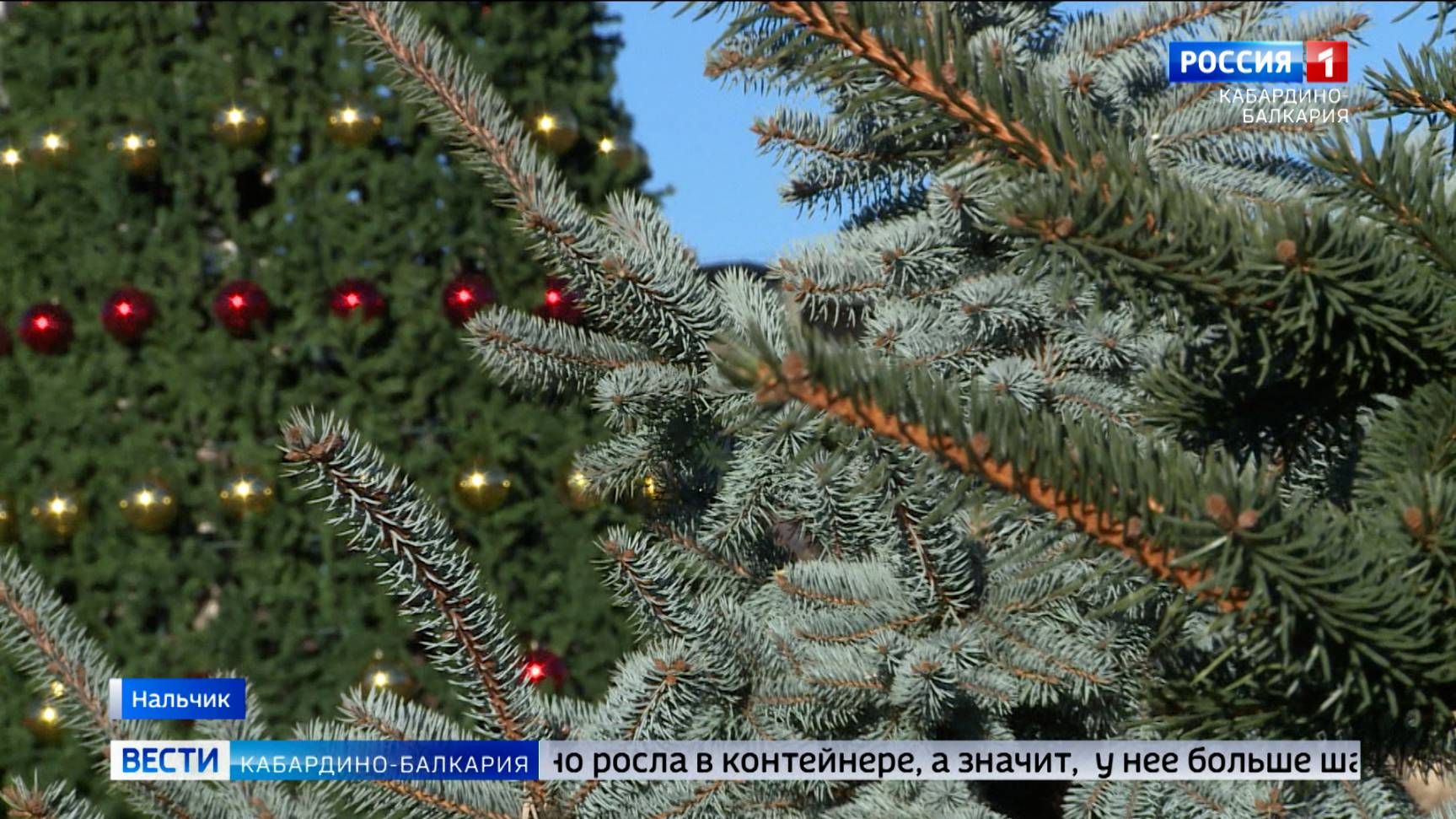 В Нальчике заработали елочные базары