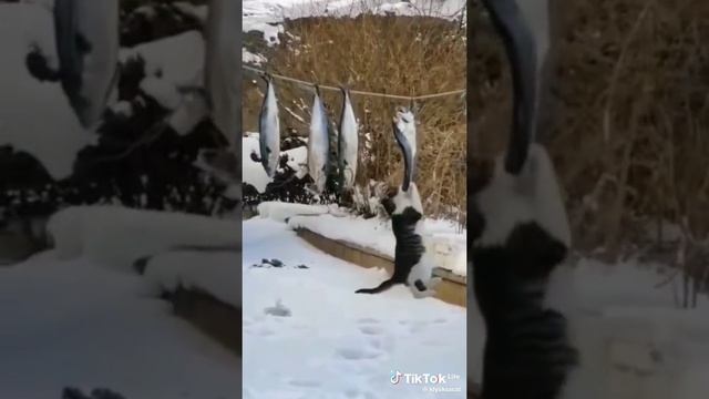 сюрприз шкатулка