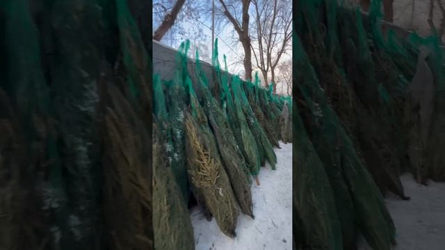 Новогодняя ель