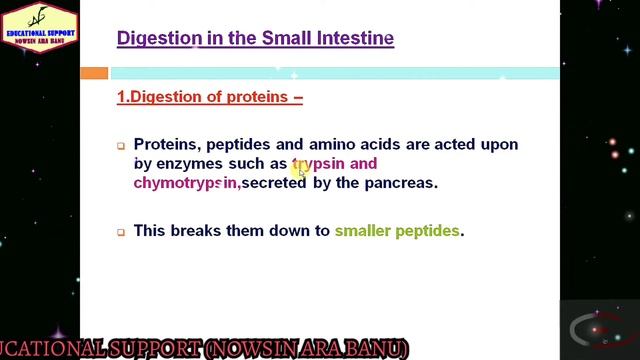 DIGESTIVE SYSTEM IN HUMAN// IMPORTANT POINTS OF ANATOMY AND PHYSIOLOGY(PART-3)//BIOLOGY//
