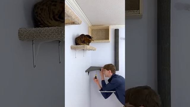 I Built A Cat Wall Playground