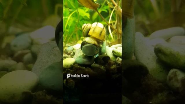 Улитка Спикси пытается добраться до улитки Неретины)))