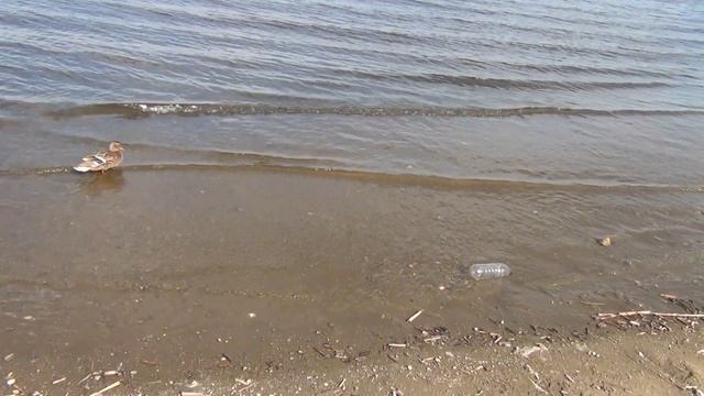 vatravel.ru Волга у д.Становщиково (Костромская обл)