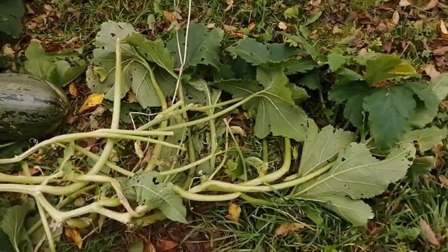 373 какие тыквы буду сажать в следующем году обзор сортов _ Кустовая грибовская и конфетка 2023 год