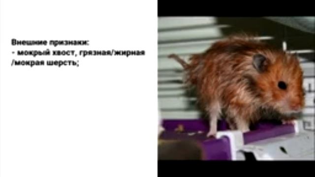 Урок 8. Если заболел хомячок. Первые признаки.🐹🐹🐹