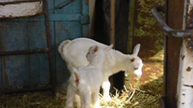 Козлята первой недели жизни