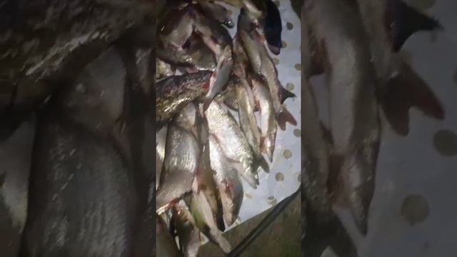 Рыбалка удалась Fisher F 4000 подлед