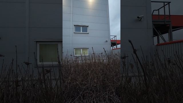 Городские воробьи