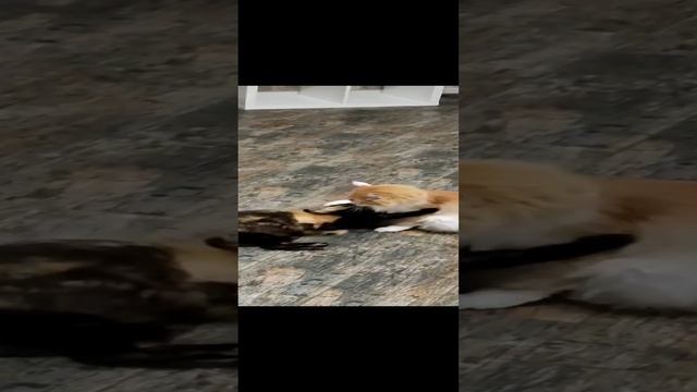 Кошачьи разборки перед сном