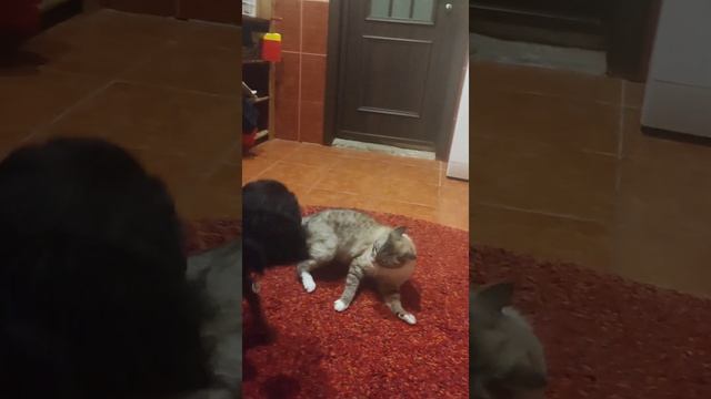 Махаться будешь? #кавалеркингчарльзспаниель
