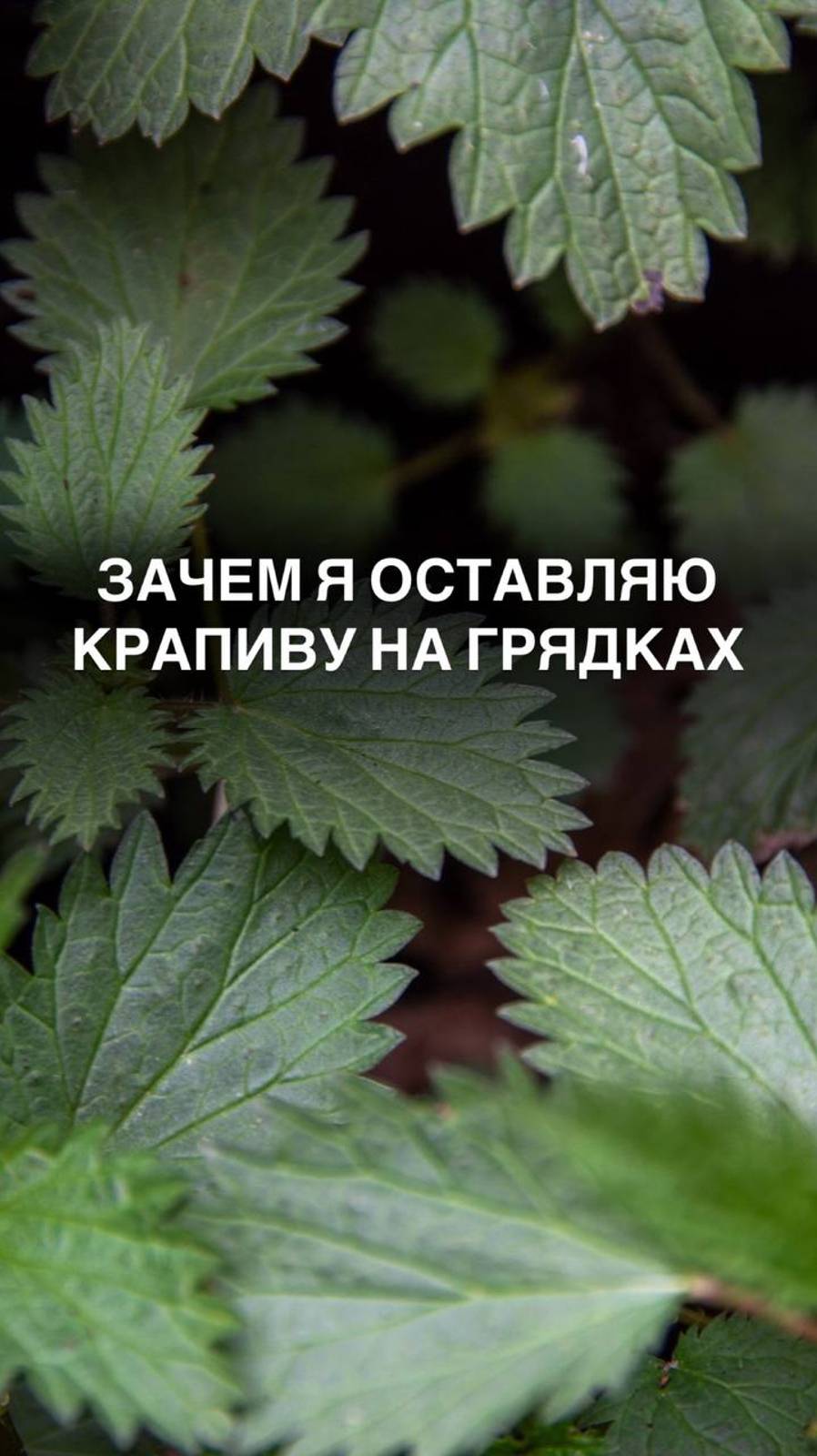 Зачем нужна крапива на грядках 
#дача #дачастайл #дачадача #крапива #дача
#любимыйсад #дачники