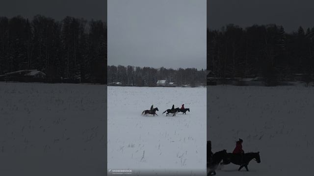 Прогулка на лошадях