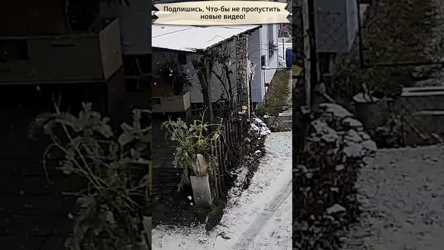 Кабан снес ворота